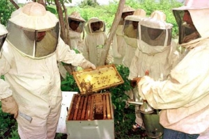 Produção de mel na Bahia será implementada 